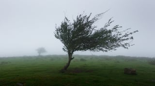 Picture of Wind gust