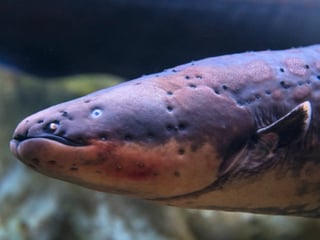 Picture of Electric eel