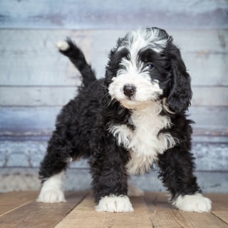 Picture of Bernedoodle