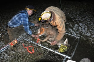 Picture of Deer catcher