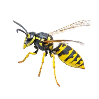 Picture of Yellowjacket