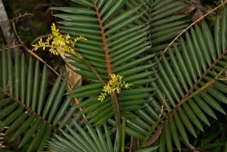 Picture of Rattan