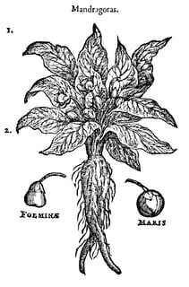 Picture of Mandrake