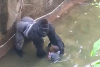 Picture of Killing of Harambe