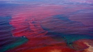 Picture of Harmful algal bloom