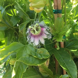 Picture of Passion fruit