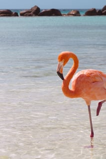 Picture of Flamingo