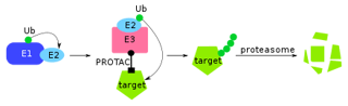 Picture of Proteolysis targeting chimera