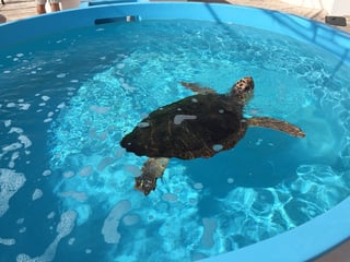 Picture of Loggerhead Marinelife Center