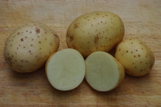 Picture of Maris Piper