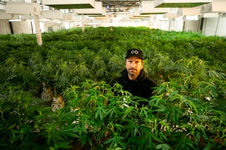 Picture of Cannabis industry