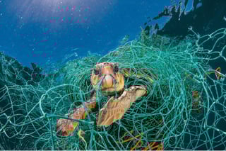 Picture of Marine plastic pollution