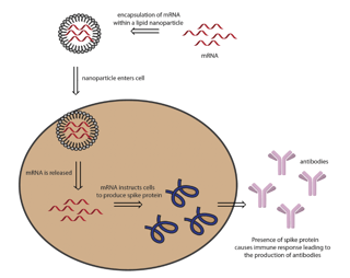 Picture of mRNA-1273