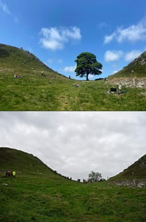 Picture of Sycamore Gap Tree