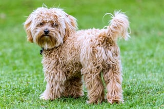 Picture of Cavapoo