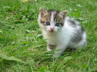 Picture of Kitty