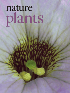 Picture of Nature Plants
