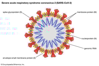 Picture of Severe acute respiratory syndrome coronavirus