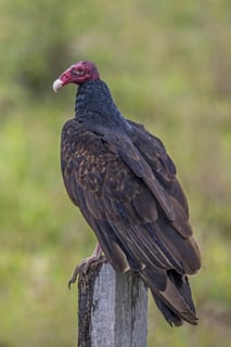 Picture of Vulture