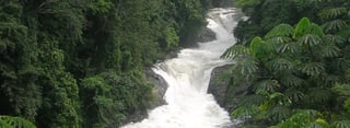 Picture of Omo Forest Reserve