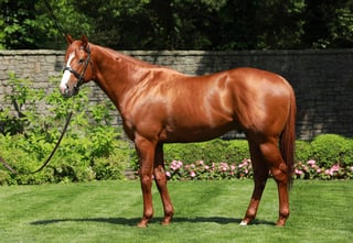 Picture of Justify