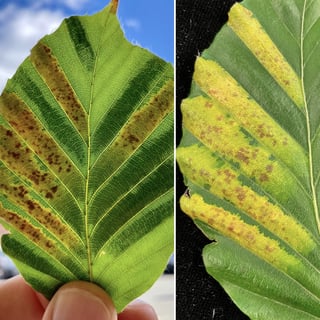 Picture of Beech leaf disease