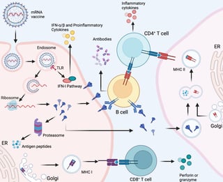 Picture of RNA vaccine