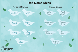 Picture of Bird Names for Birds