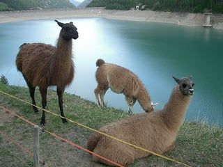 Picture of LLaMA
