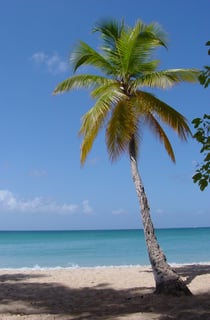 Picture of PaLM