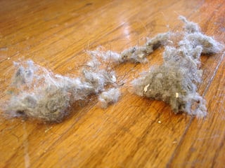 Picture of Dust Bunny