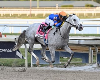 Picture of White Abarrio