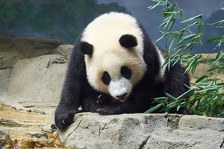 Picture of Xiao Qi Ji