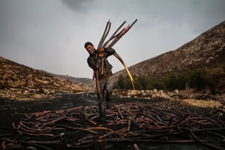 Picture of Tamir Kalifa