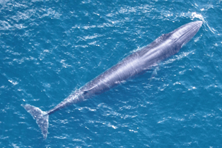Picture of Rice's whale