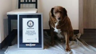 Picture of Bobi