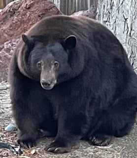 Picture of Hank the Tank