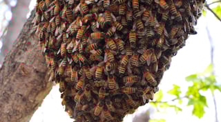 Picture of Hive