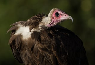 Picture of Vultures