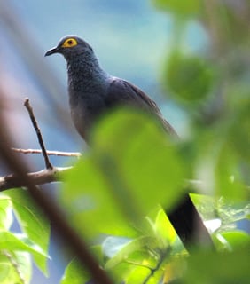 Picture of Black Doves