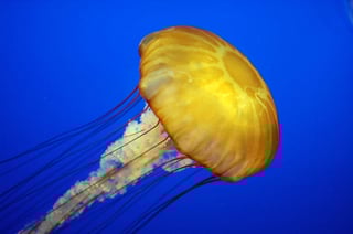Picture of Jellyfish