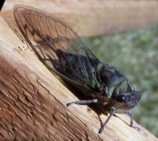 Picture of Cicadas
