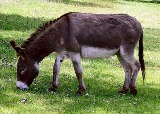 Picture of Donkey