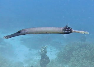 Picture of Trumpetfish