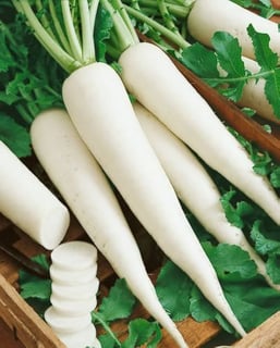 Picture of Radish