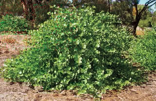 Picture of Caper bush