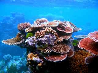 Picture of Coral