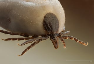 Picture of Tick