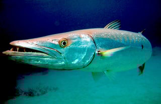 Picture of Barracudas