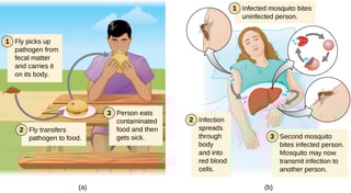 Picture of Disease vector